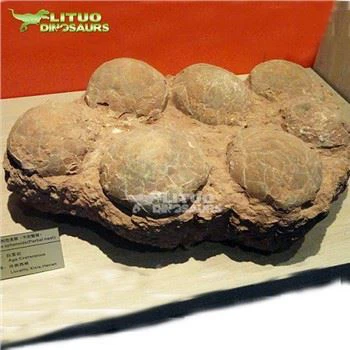 Dinoszaurusz tojás fosszília