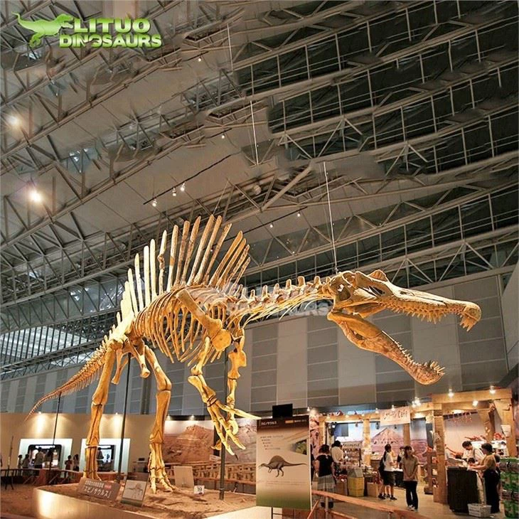 3Artificial dinosaur fossil Spinosaurus Skeleton(001)